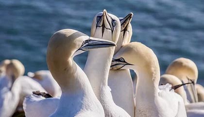 九游游戏-河北五超·微视频丨“河北五超”秦皇岛队对阵沧州队比赛前，两队互送当地特色礼品