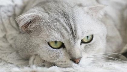 九游体育-女曲银牌 队长称不受关注有好处 主帅帅位待定夺